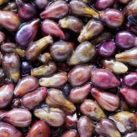 Grape Seed-Extract