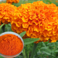 Marigold Flower